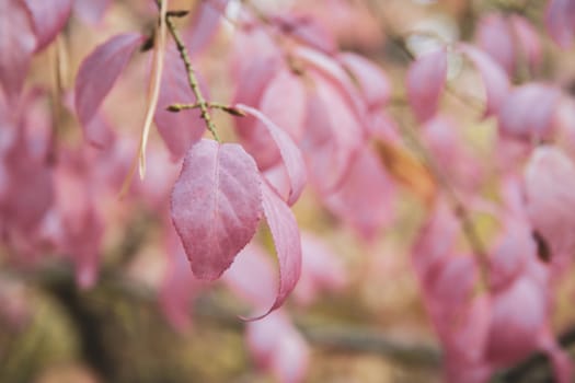 Autumn pink Leaves in the forest at cloudy day. Beautiful pink leaves