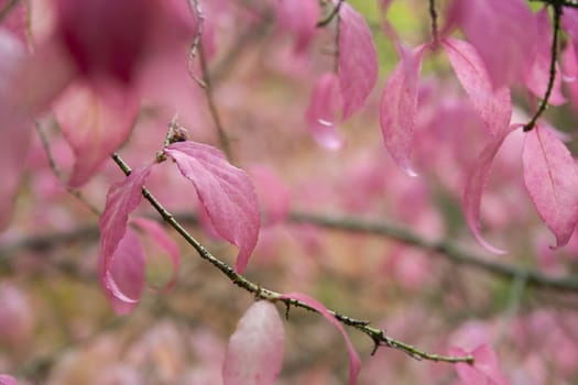 Autumn pink Leaves in the forest at cloudy day. Beautiful pink leaves