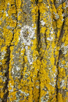 Pine tree rough texture with green moss closeup pattern