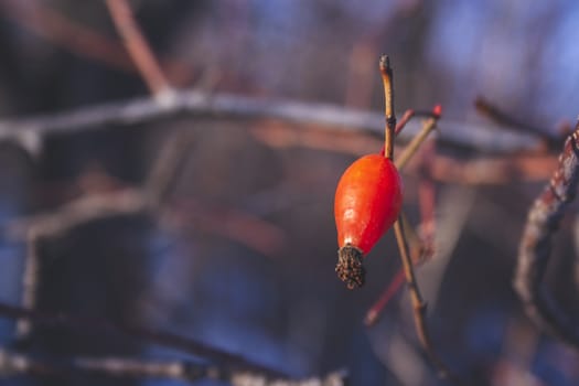 Rose hip red berries hanging on branch close up. Healthy herb berries. Wild edible plants soft toned