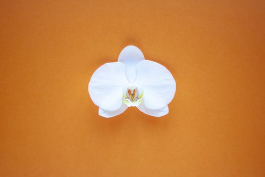 Orchid flower on beauty orange background top view. sale, design, women day, holiday, spa, cosmetics