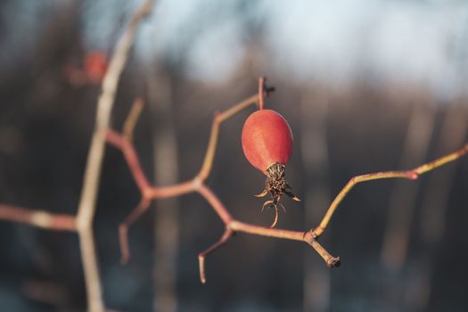 Rose hip red berries hanging on branch close up. Healthy herb berries. Wild edible plants soft toned