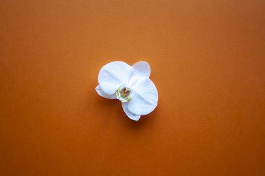 Orchid flower on beauty orange background top view. sale, design, women day, holiday, spa, cosmetics