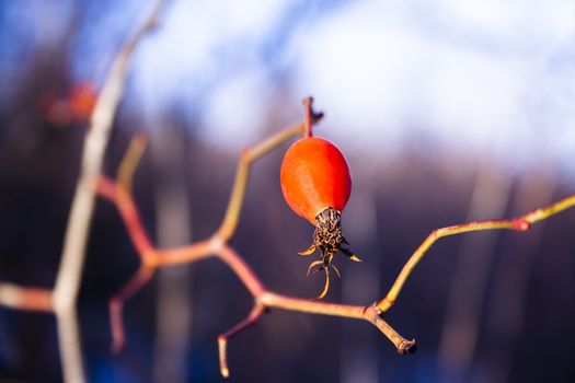 Rose hip red tasty berries hanging on branch close up. Healthy herb berries. Wild edible plants