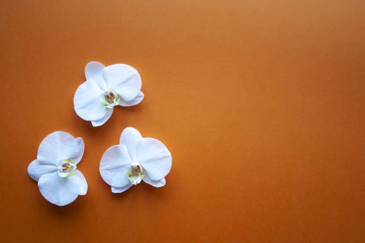 Three orchid flowers on beauty orange background top view. Backdrop with place for text, sale, design, women day, holiday, spa, cosmetics