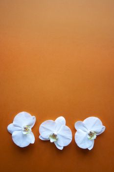 Three orchid flowers on beauty orange background top view. Backdrop with place for text, sale, design, women day, holiday, spa, cosmetics. Vertical