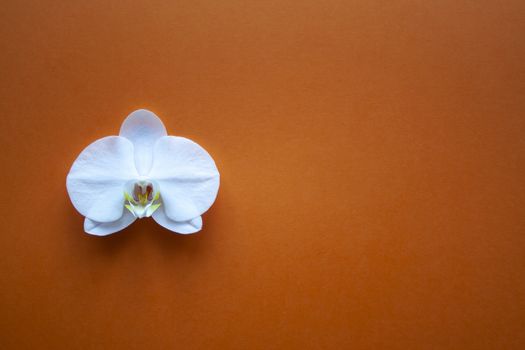 Orchid flower on beauty orange background top view. Backdrop with place for text, sale, design, women day, holiday, spa, cosmetics