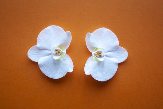 2 Orchid flowers on beauty orange background top view. sale, design, women day, holiday, spa, cosmetics