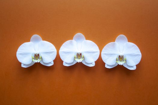 Orchid flowers on beauty orange background top view.  sale, design, women day, holiday, spa, cosmetics