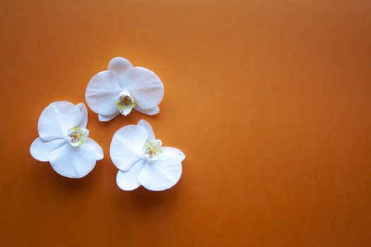 Three orchid flowers on beauty orange background top view. Backdrop with place for text, sale, design, women day, holiday, spa, cosmetics