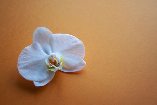 Orchid flower on beauty orange background side view. Backdrop with place for text, sale, design, women day, holiday, spa, cosmetics