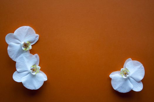 Three orchid flowers on beauty orange background top view. Backdrop with place for text, sale, design, women day, holiday, spa, cosmetics