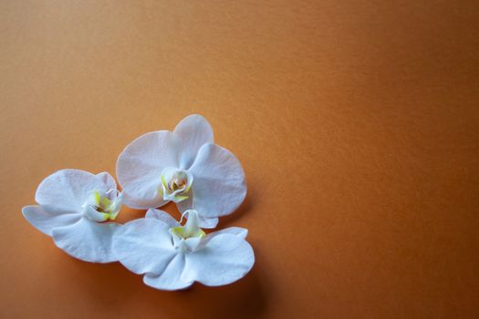 3 Orchid flowers on beauty orange background side view. Backdrop with place for text, sale, design, women day, holiday, spa, cosmetics