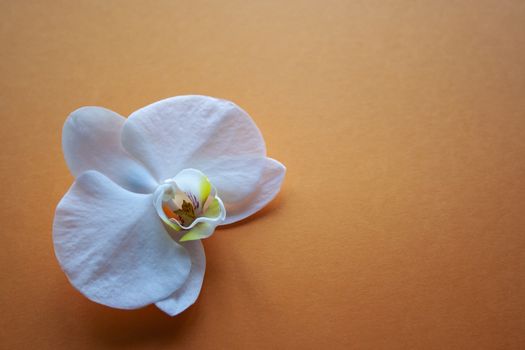 Orchid flower on beauty orange background side view. Backdrop with place for text, sale, design, women day, holiday, spa, cosmetics