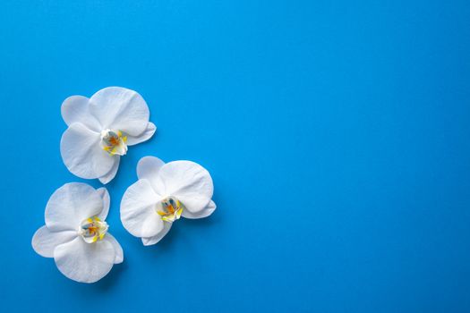 Three orchid flower on trendy blue color of 2020 year background top view. Backdrop with place for text, sale, design, women day, holiday