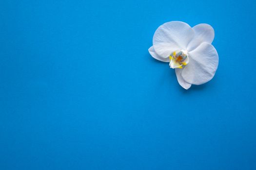Orchid flower on trendy blue color of 2020 year background top view. Backdrop with place for text, sale, design, women day, holidays