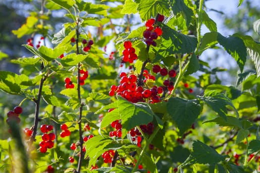 Red ripe juicy currant on the green branch at sunny day close up. Red currant bunch on sunlight. Redcurrant ribes rubrum. Berries of asia, europe and north america