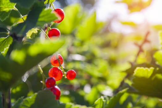 Red ripe juicy currant on the green branch at sunny day close up. Red currant bunch on sun beam. Redcurrant berries ribes rubrum. Berries of asia, europe and north america