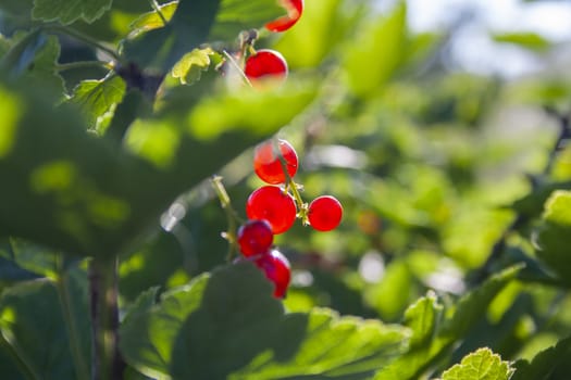 Red ripe juicy currant on the green branch at sunny day close up. Red currant bunch on sun light. Redcurrant berries ribes rubrum. Berries of asia, europe and north america