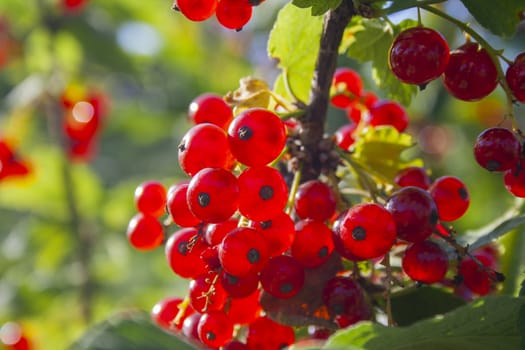 Red ripe juicy currant on the green branch at sunny day close up. Red currant bunch on sunlight. ribes rubrum. Berries of asia, europe and north america