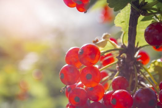 Red ripe juicy currant on the green branch at sunny day closeup. Red currant bunch on sunlight. Redcurrant berries ribes rubrum. Berries of asia, europe and north america