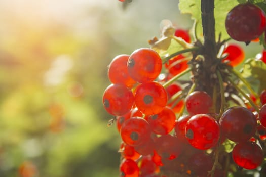 Red ripe juicy currant on the green branch at sunny day close-up. Red currant bunch on sunlight. Redcurrant berries ribes rubrum. Berries of asia, europe and north america