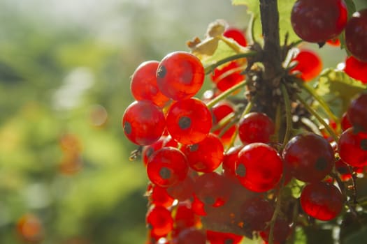 Red ripe juicy currant on the green branch on sunny day close up. Red currant bunch on sunlight. Redcurrant berries ribes rubrum. Berries of asia, europe and north america