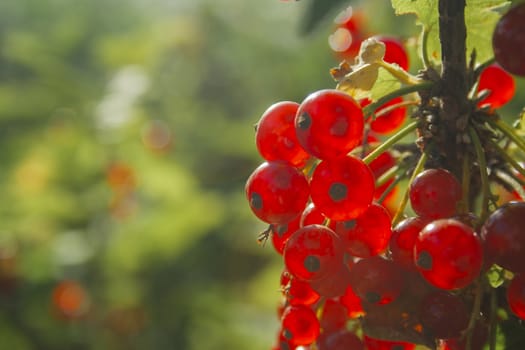 Red ripe juicy currant on the green branch at sunny day close up. Red currant bunch on sunlight. Redcurrant berries ribes rubrum. Berries of asia, europe and north america