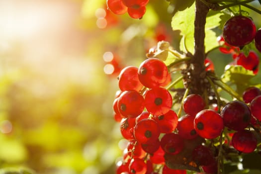 Red ripe juicy currant on the green branch at sunny day close up. Red currant bunch on sunlight. Redcurrant berries ribes rubrum. Berries of asia, europe and north america