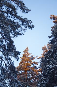 the top of the beautiful spruce tree covered with the first rays of the sun early in the winter forest. Silence, tranquility and tranquility in nature vertical