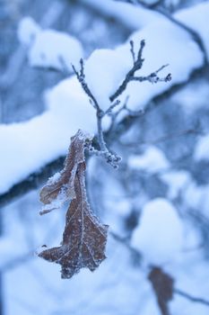 brown old oak leaf covered with hoarfrost and ice crystals on a wintry morning. concept of the onset of winter, cold weather. Winter, christmas, new year мукешсфд