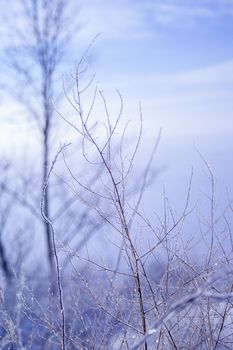 meadow grass covered with hoarfrost after a night fog in the early winter morning in the rays of the sun vertical