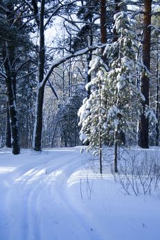 Ski trail in the middle of a winter snow-covered forest on an early winter frosty morning with sunbeams vertical photo