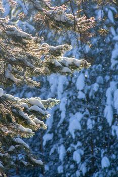 Lush fir branches covered with snow during a snowfall in the rays of the sun on a sunny winter day sunbeam. Photo for cards, new year and christmas