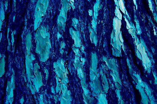 Pine rough texture in trendy blue 2020 color tonecloseup, for design, background