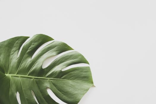 Monstera leaf background. Tropical jungle palm leaves on pastel background. Copy space. summer minimal background flat lay, view from top