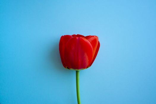 Beautiful red tulips top view on trendy 2020 blue background close up. Celebration, postcard template for mother day, women day, valentine