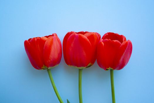 Beautiful red tulips top view on trendy 2020 blue background with copyspace. Celebration, postcard template