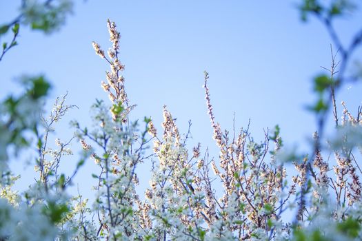 Plum blossom white petals of blooming cherry blue sky background at sunny day. Beautiful petals of fresh bloom cherry spring