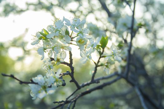 Plum blossom white petals of blooming cherry close up at sunny day. Beautiful petals of fresh bloom cherry spring