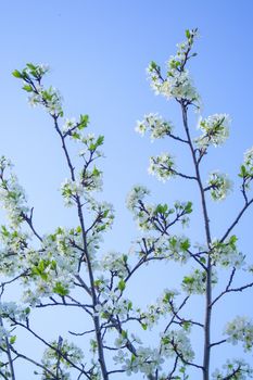 Plum blossom white petals of blooming cherry blue sky background at sunny day. Beautiful petals of fresh bloom cherry spring