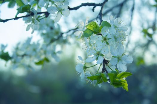 Plum blossom white petals of blooming cherry close up at sunny day. Beautiful petals of fresh bloom cherry spring