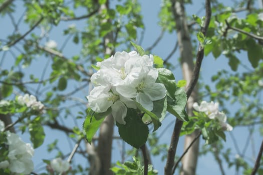 blooming flowers of apple tree at sunny spring day close up toned. the petals of apple tree 