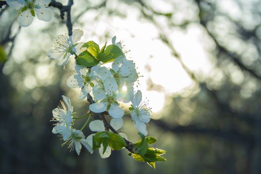 Plum blossom white petals of blooming cherry close up at sunny day. Beautiful petals of fresh bloom cherry spring