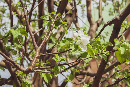 blooming flowers of apple tree at sunny spring day close up toned. the petals of apple tree 