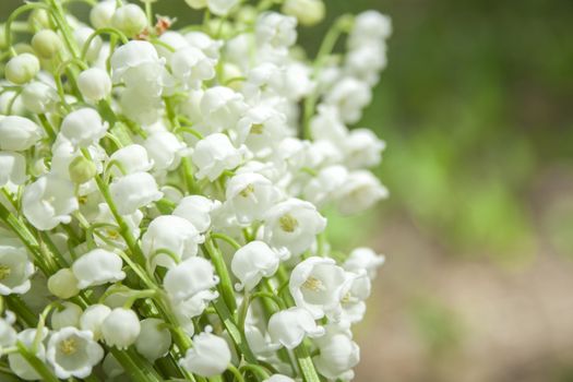 Spring flower lilies of the valley. Lily of the valley. Ecological background Blooming lily of the valley beautiful flower on sun rays