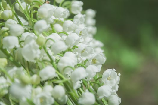 Spring flower lilies of the valley. Lily of the valley. Ecological background Blooming lily of the valley beautiful flower on sun rays