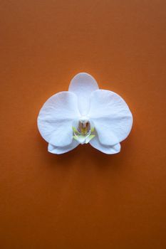 Orchid flower on beauty orange background top view. sale, design, women day, holiday, spa, cosmetics. Vertical