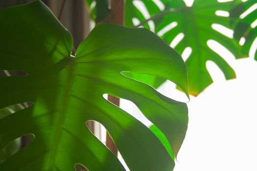 Real monstera leaves in home with sunlight for composition design.Tropical,botanical nature. Tropical leaves close up
