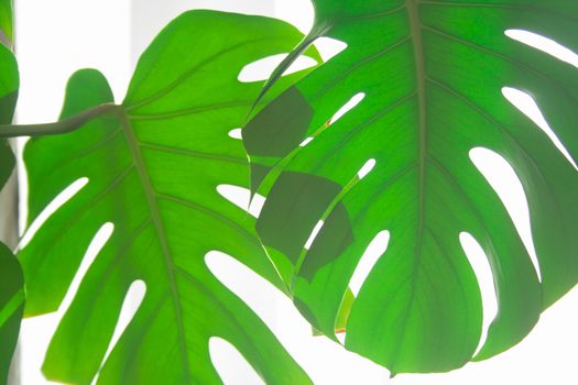 Real monstera leaves in home with sunlight for composition design.Tropical,botanical nature. Tropical leaves close up
